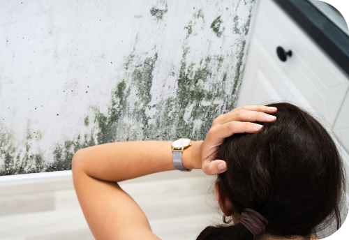 mold damage and mold remediation services